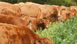 Grazing fodder beet, integrating livestock systems and outwintering in the arable rotation